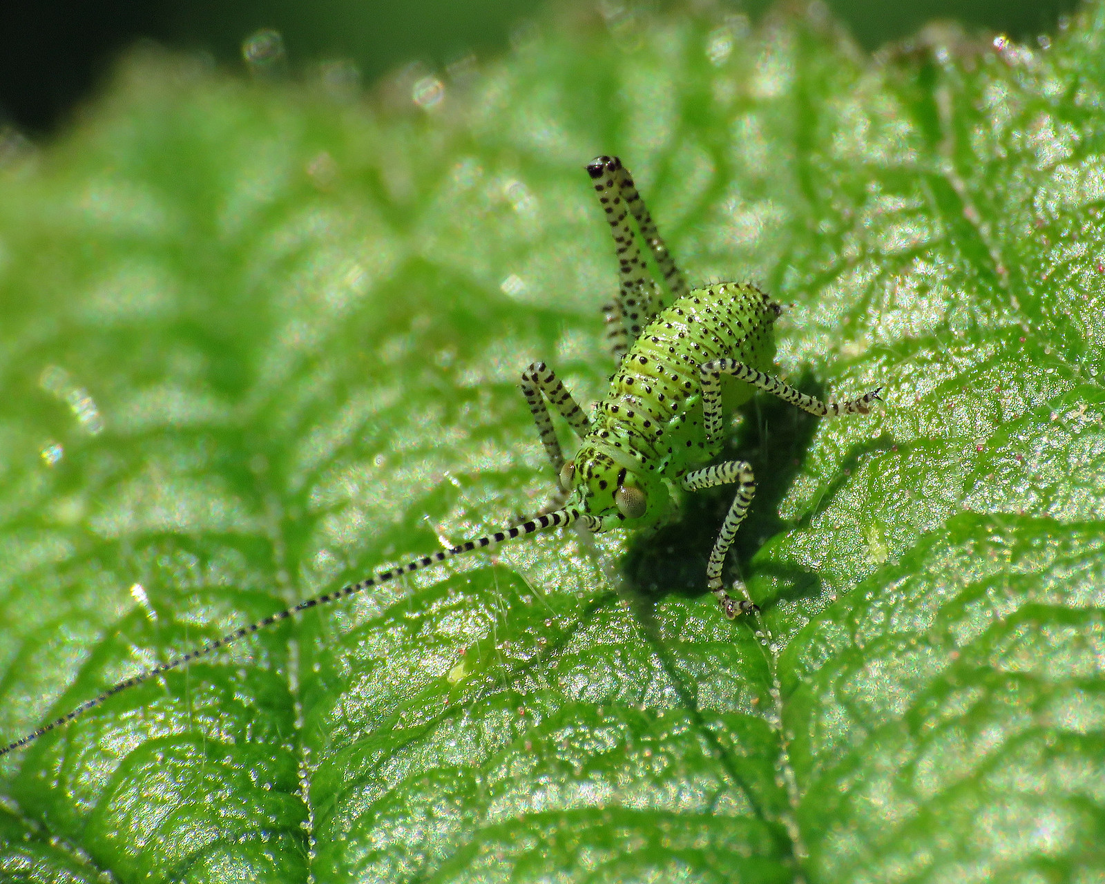 Speckled Bush-cricket - Leptophyes punctatissima