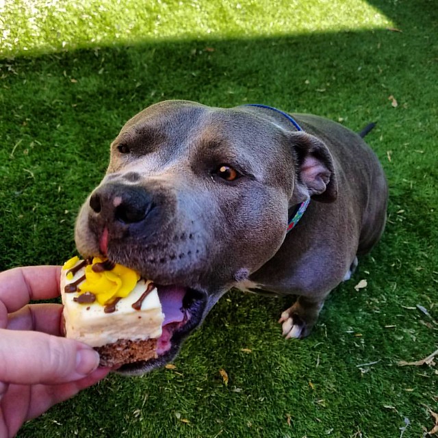 Chomping down on a boxer brownie from @threedogbakeryplano  #threedogbakeryplano #threedogbakery  ❤💛💚💙💜 #bonnie_blue_staffy #bonnie_blue_bullie #staffysofinstagram #pitbullsofinstagram #dogsofinstagra
