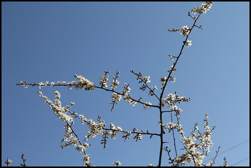 Prunus spinosa - prunellier, épine noire 34041658980_cd5d19cbf7