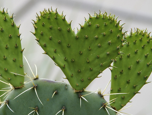 heart of the cactii