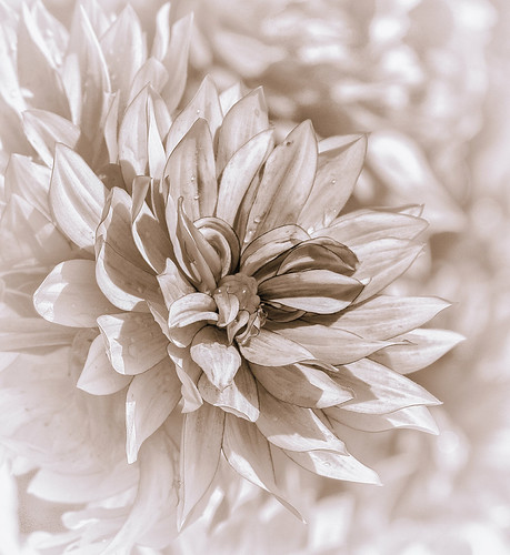 Dahlia 18April_MG_0069lite-sepia | by 3Bs7Gs