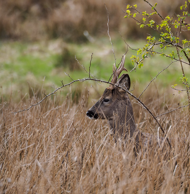 Roe deer buck 2-