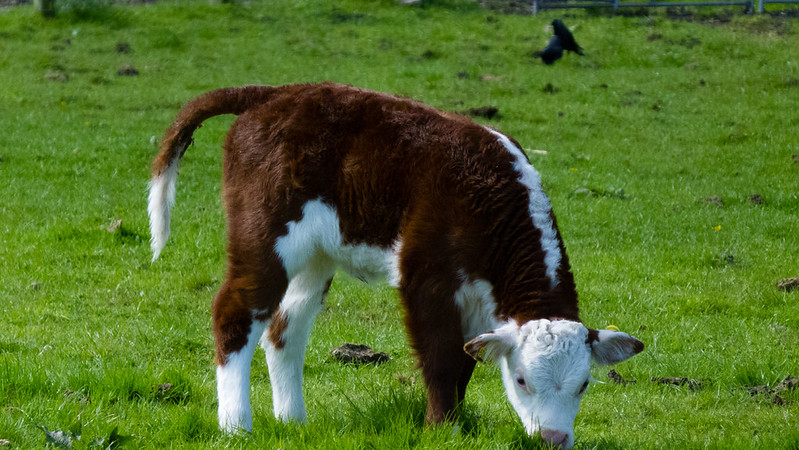 Longhorn calf eating