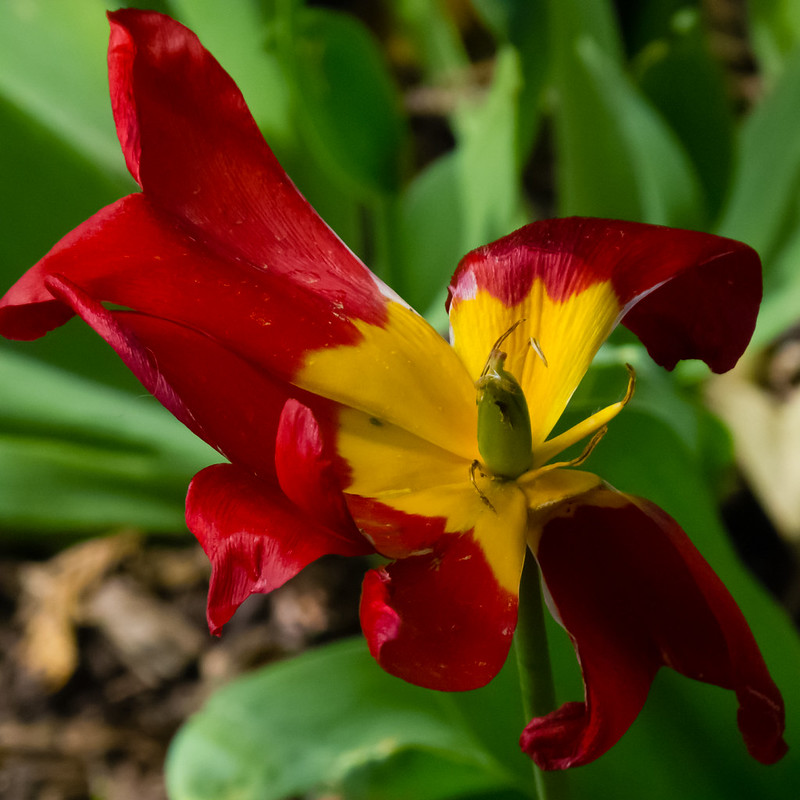 Red, gold and green: tulip