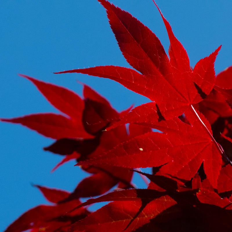 Red, blue, acer leaves in spring