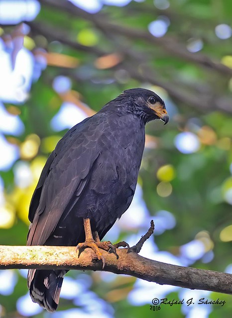 Common black hawk - Buse noire - Gavilán cangrejero - Buteogallus gundlachii