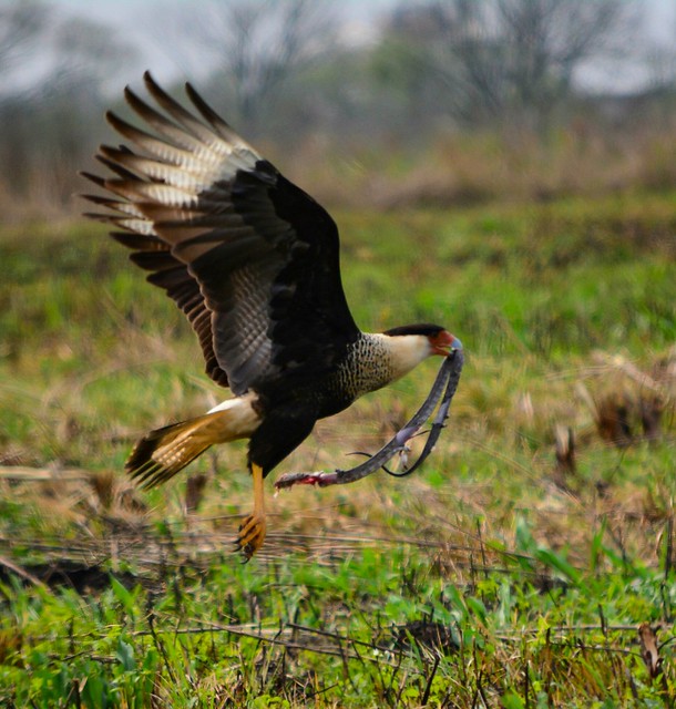 Crested Caracara with Snake