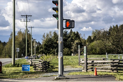 Traffic Light for Horse Rider