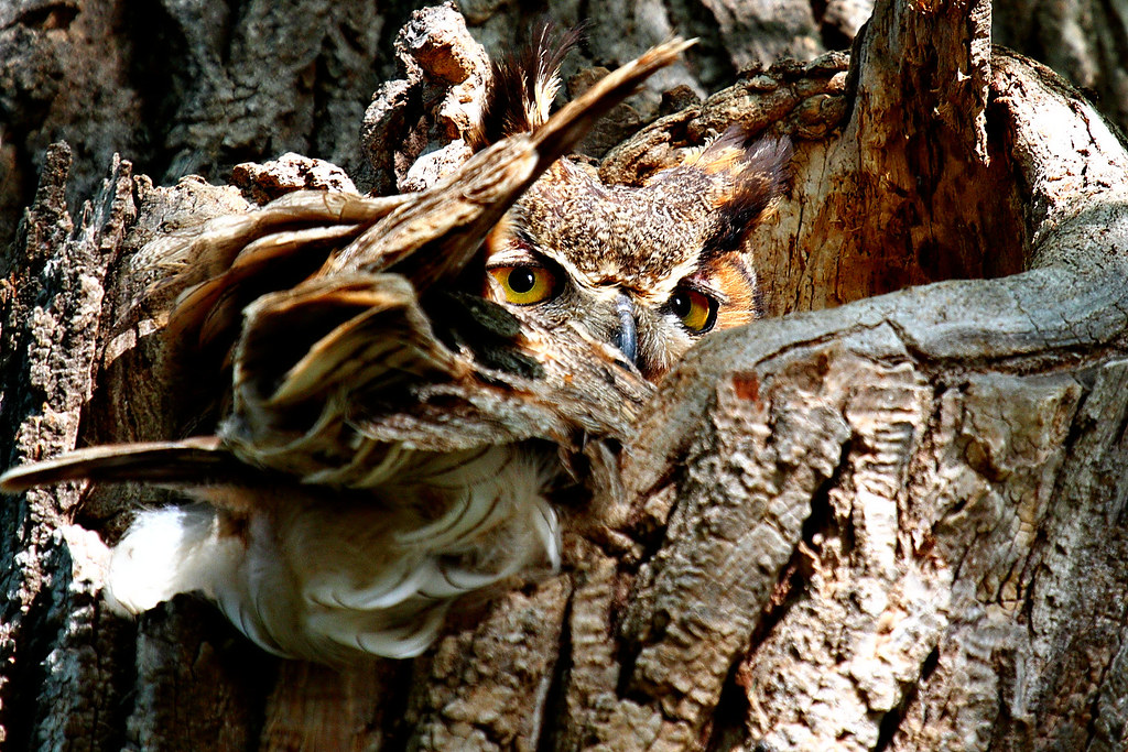 Nesting Great Horned Owl