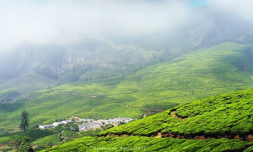 tea green lush plantation hills mountains fresh fragrance valleys nature landscape pathways