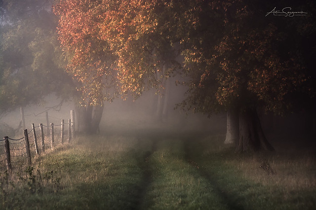 Misty Autumn
