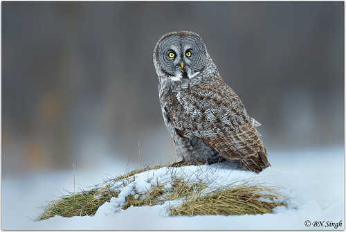 Great Gray Owl | by BN Singh