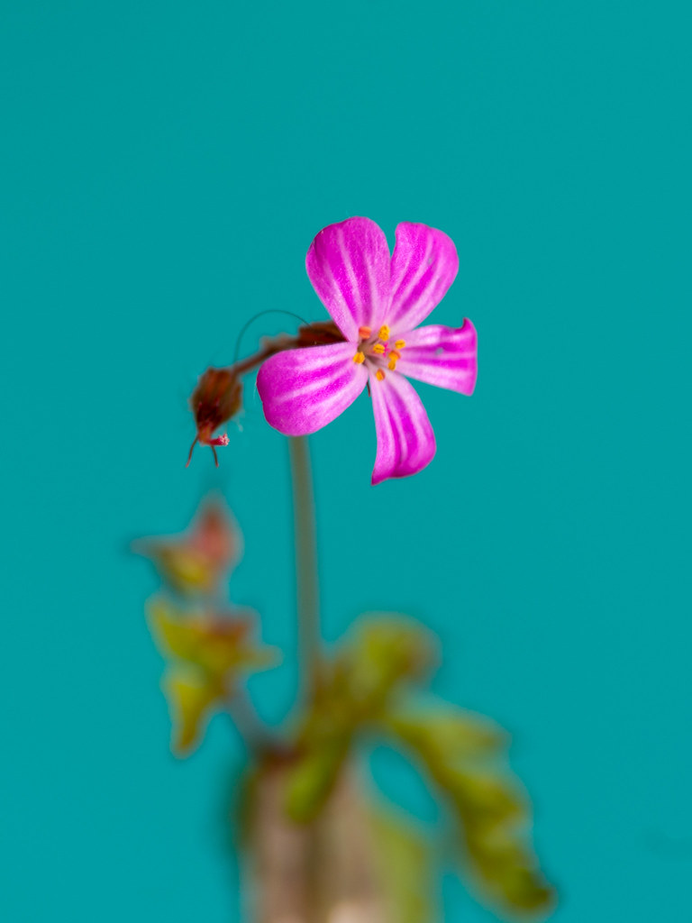 Una pequeña flor