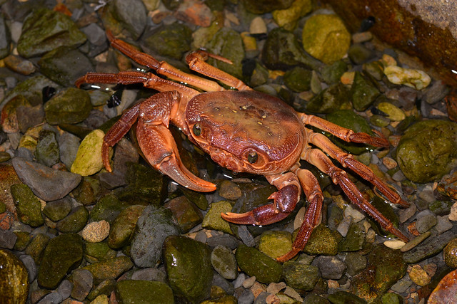 Rumsfeld Stream Crab