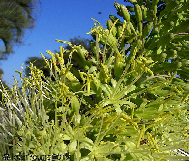 AG_Asparagaceae_AgaveAttenuata_LionsTail_5