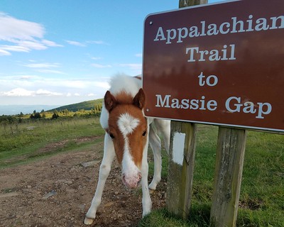 photo of pony next to trail sign