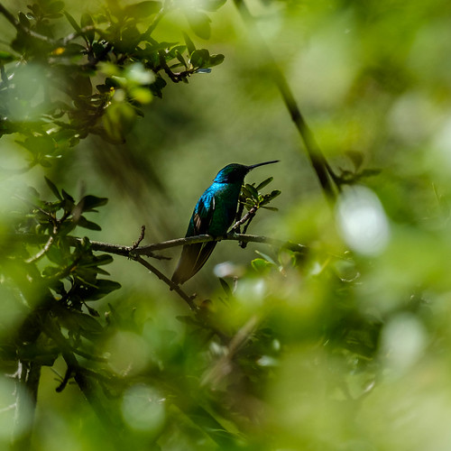 DSCF8370.jpg | by avarveve