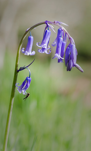 Bowing Bluebell