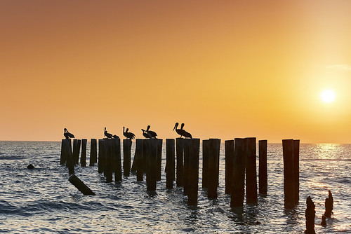 naples old pier florida usa nikon nikond810 joaofigueiredo joaoeduardofigueiredo water sea birds bird pelikan pelikans sunset