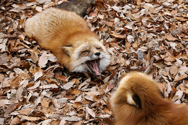 Japan fox encounter (Kitsune)