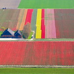 Aerial Tulip farm