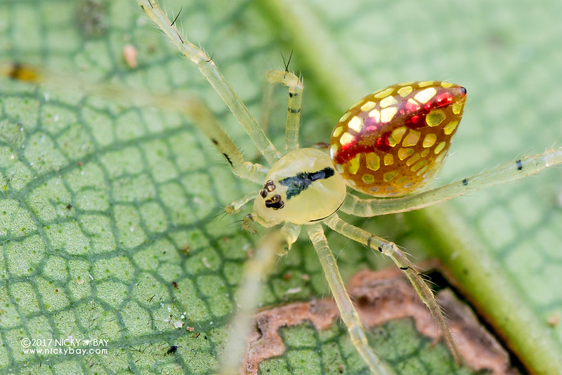 Mirror spider (Thwaitesia sp.) - DSC_4251