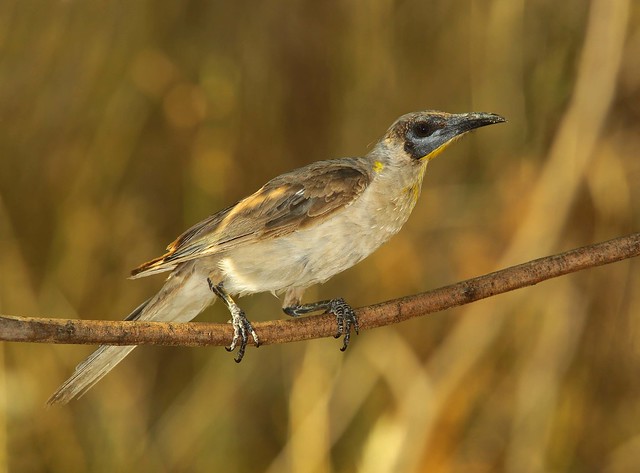 Little Friarbird  ( Juv )