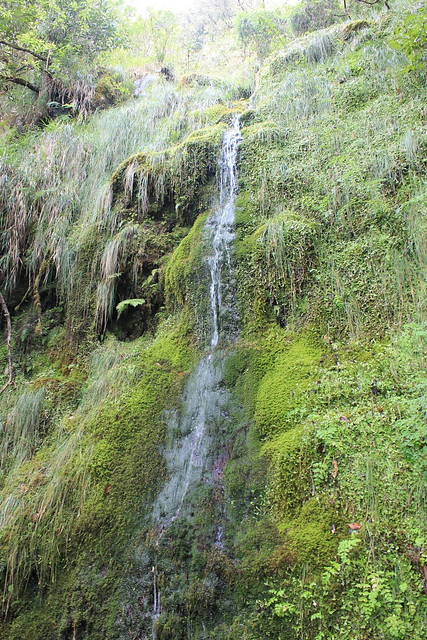 Laurisilva, Madeira, Portugal