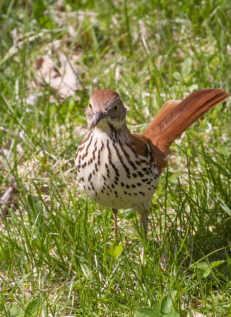 Brown Thrasher on lawn