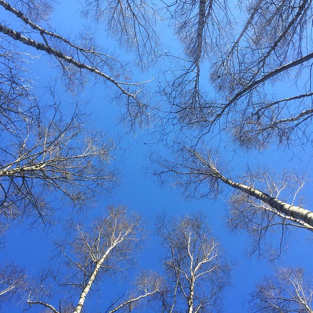 Dome.                             #björk #björkar #träd #skogshyddan #skog #friluftsliv #outdoors #birchbark #birchtree #färingsö  #eldgarnsö #blå #bluesky #visitsweden #igsweden #ekerö
