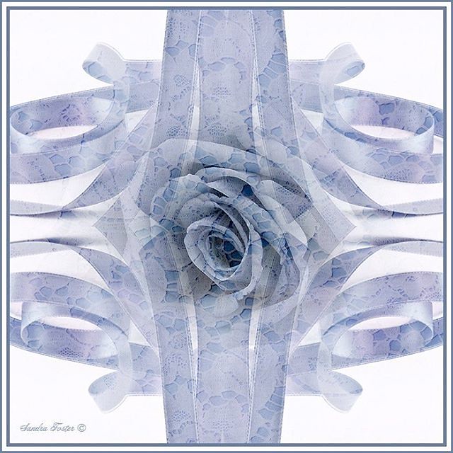 Digital art work blending my rose, ribbon and lace. Presented in a square format. #ribbon #ribbonart #rose #bluerose #laceart #sandrafoster #sandrafosterphotography