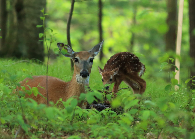 Doe and new born fawns_08