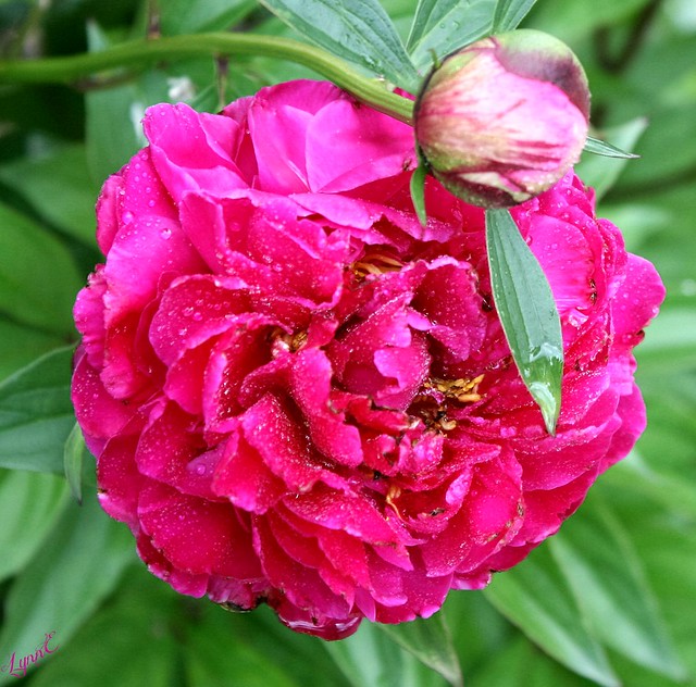 The Peonies have awakened from their long winter's nap