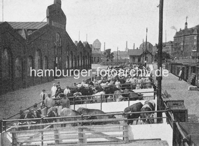 012-X-09934 Altes Bild vom Hamburger Schlachthof an der Sternschanze - Rinder im Pferch, re. ein Güterzug am Bahnsteig.