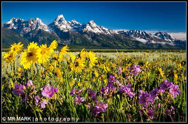 Wildflowers with the Grand Tetons