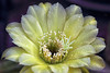 Cactus Flower For Carl by dorameulman
