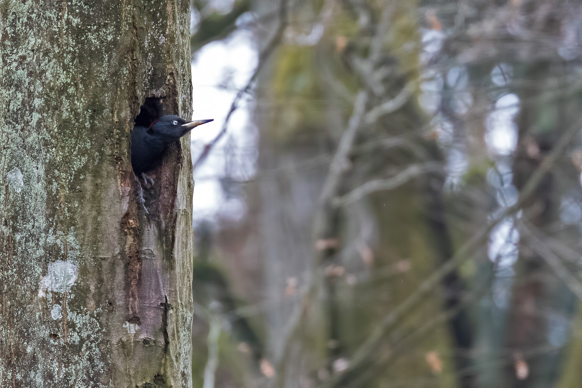 Black Woodpecker - Poland
