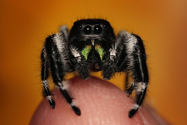 Phidippus Audax Jumping Spider on my Fingertip