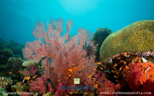 Wananavu Dive