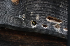 weathered board with round and elongated holes with a black faced bee sitting in one hole
