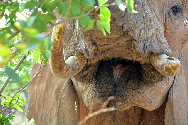 Into the Elephants mouth! - Desert Adapted Elephant in Damaraland, Namibia.