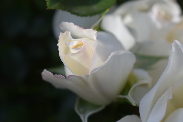 Una delle cose più affascinanti nei fiori è il loro meraviglioso riserbo. Henry David Thoreau