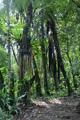 manizales colombia caldas parquelosyarumos ecoparquelosyarumos losyarumos ecopark cloudforestpreserve cloudforest preserve