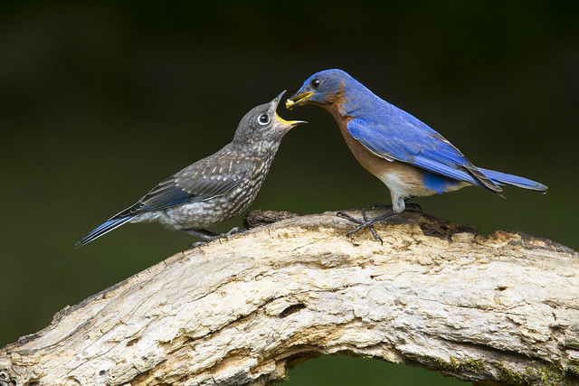 Eastern Bluebirds, juvenile and dad