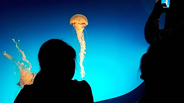 Tourists and Jellyfish