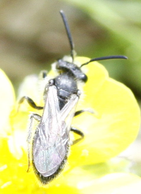 indet (3) cf Andrena  coitana female
