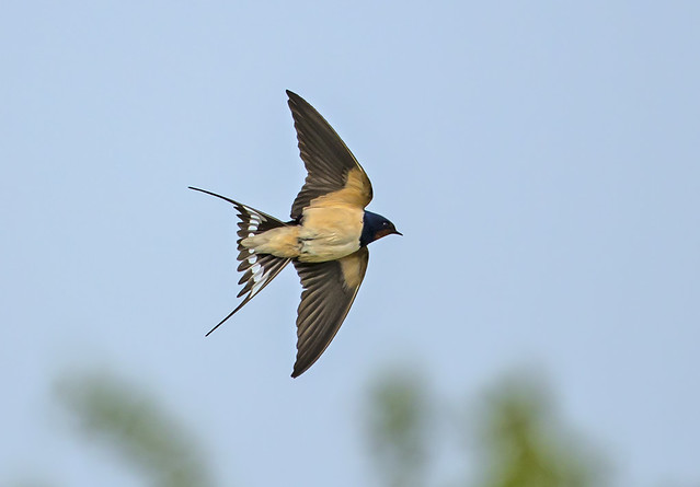 Swallow - Catch me if you can!