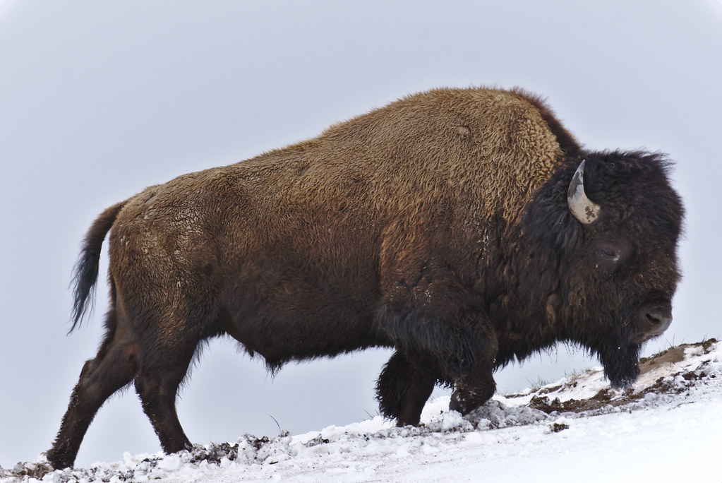 Bison Going Up A Hill