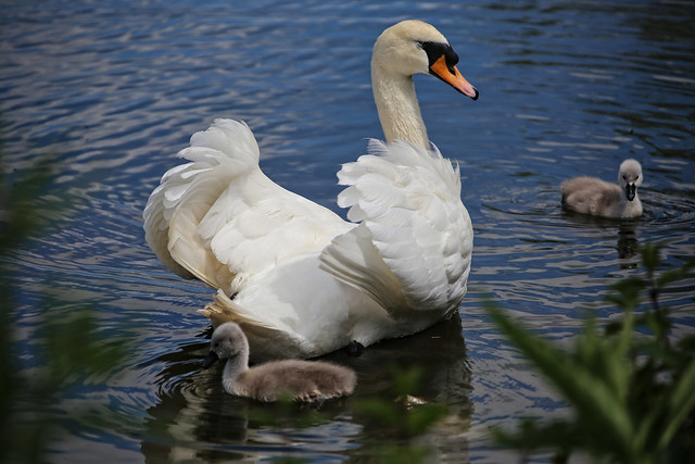 Female Swan with cygnets