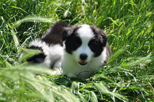 nieuw pup6 | by flaxblossoms.be
